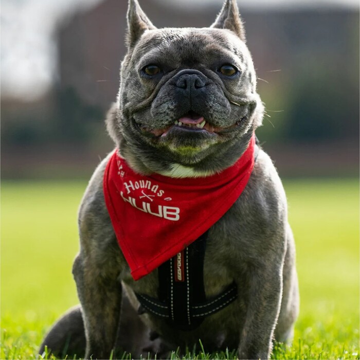 2024 Huub Pet Bandana Scarf A2-PET - Red